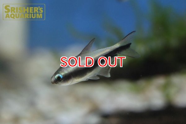 画像3: エンペラーテトラ (3)