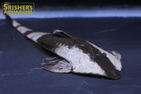 画像6: カメレオンロリカリア（ペルー） (6)