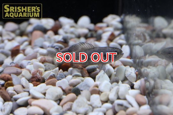 画像2: ピグミーサンフィッシュ（ブリード） (2)