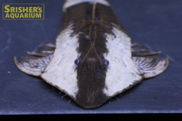 画像5: カメレオンロリカリア（ペルー） (5)