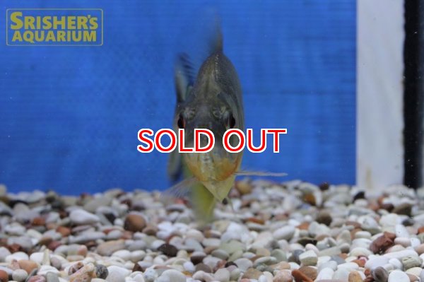 画像8: ブラックピラニア　イエローベリー（アラグアイア） (8)