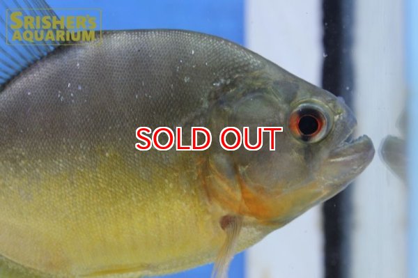 画像2: ブラックピラニア　イエローベリー（アラグアイア） (2)