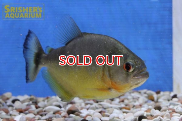 画像6: ブラックピラニア　イエローベリー（アラグアイア） (6)