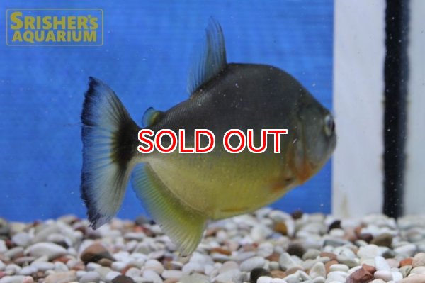 画像7: ブラックピラニア　イエローベリー（アラグアイア） (7)