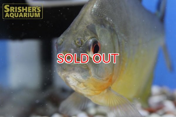 画像4: ブラックピラニア　イエローベリー（アラグアイア） (4)