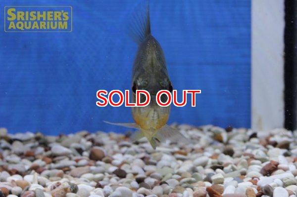 画像9: ブラックピラニア　イエローベリー（アラグアイア） (9)