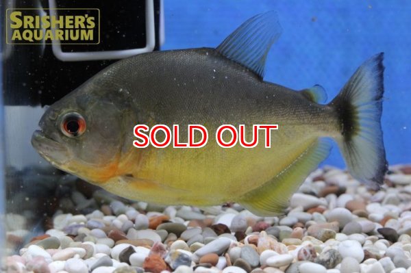 画像5: ブラックピラニア　イエローベリー（アラグアイア） (5)