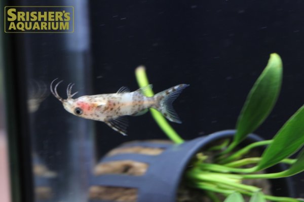 画像4: サカサナマズ (4)