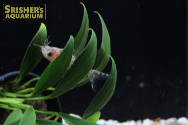 画像5: サカサナマズ (5)