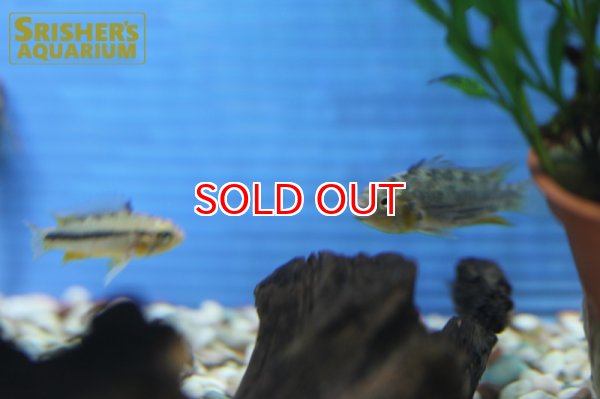 画像3: アピストグラマ CF.ルエリンギ "CRISTAL" （ブリード）(ペア) (3)