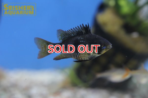 画像2: ダークナイトラミレジ（ペア） (2)