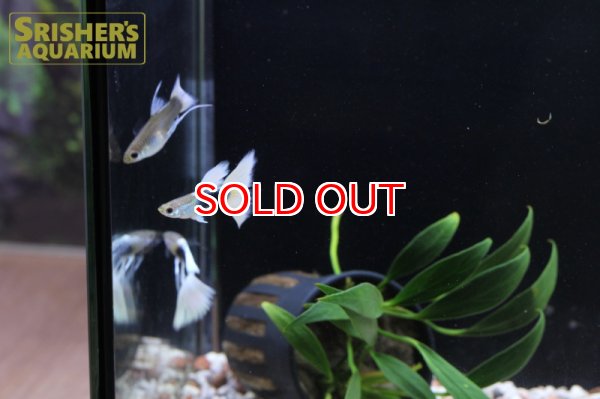 画像6: 国産ドイツイエロータキシードグッピーリボン（トリオ） (6)