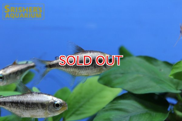 画像3: プラチナイエローコギャルテトラ WILD (3)