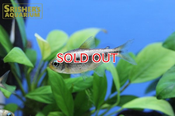 画像8: プラチナイエローコギャルテトラ WILD (8)