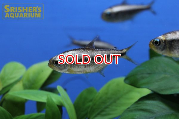 画像10: プラチナイエローコギャルテトラ WILD (10)