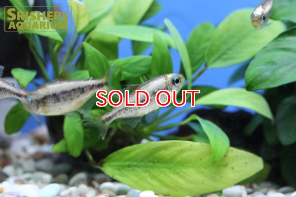 画像7: プラチナイエローコギャルテトラ WILD (7)