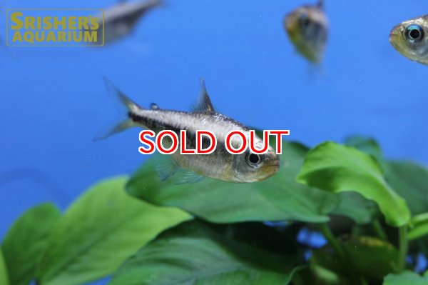 画像9: プラチナイエローコギャルテトラ WILD (9)