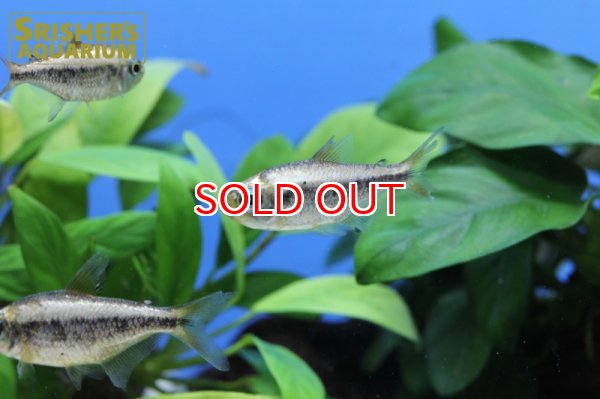 画像5: プラチナイエローコギャルテトラ WILD (5)