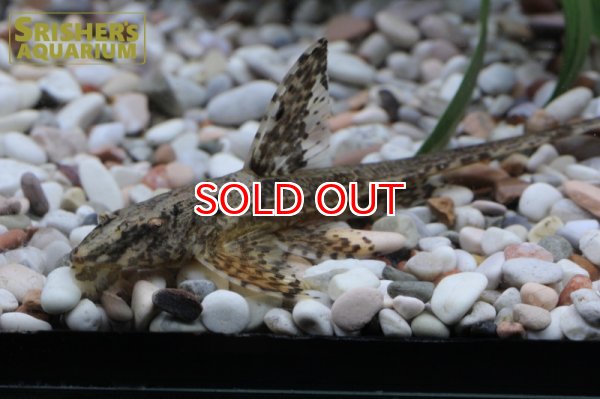 画像3: リネロリカリア　ランケオラータ  WILD (3)