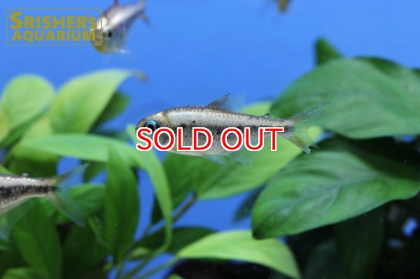 画像4: プラチナイエローコギャルテトラ WILD (4)