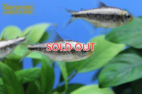 画像2: プラチナイエローコギャルテトラ WILD (2)