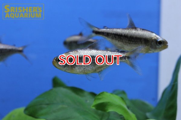 画像11: プラチナイエローコギャルテトラ WILD (11)