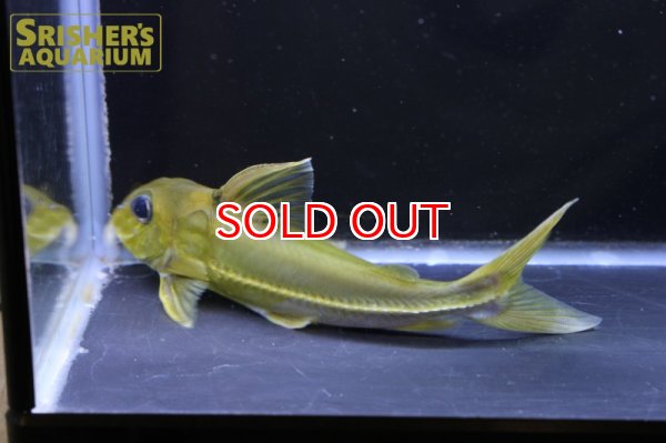 画像3: ブラックトップコンコルドキャット（シングー） (3)