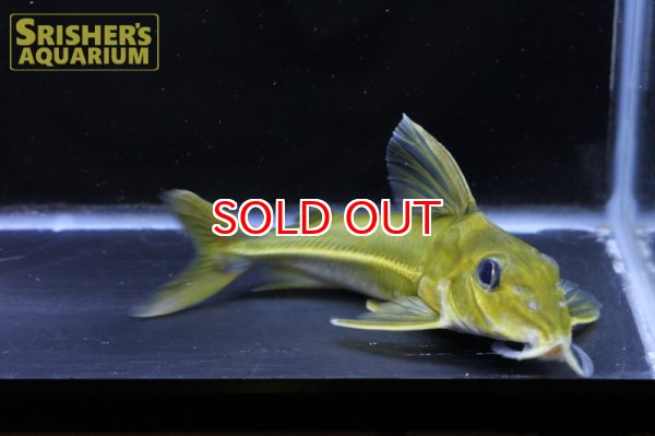 画像6: ブラックトップコンコルドキャット（シングー） (6)