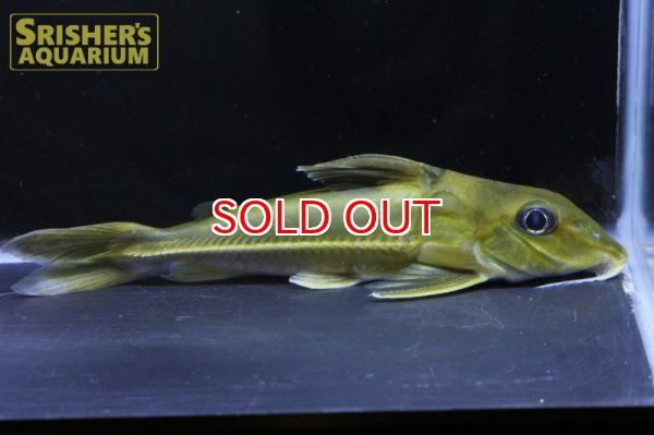 画像13: ブラックトップコンコルドキャット（シングー） (13)