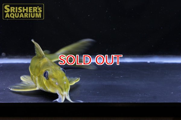 画像5: ブラックトップコンコルドキャット（シングー） (5)