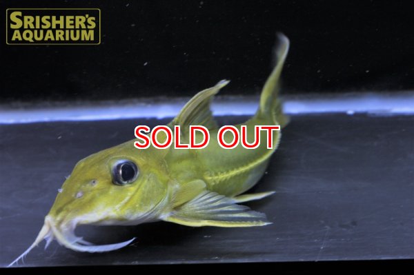 画像7: ブラックトップコンコルドキャット（シングー） (7)