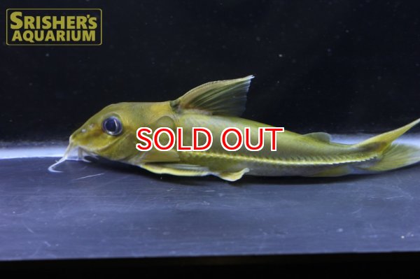 画像2: ブラックトップコンコルドキャット（シングー） (2)