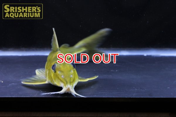 画像4: ブラックトップコンコルドキャット（シングー） (4)