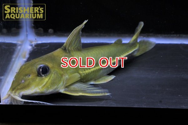 画像8: ブラックトップコンコルドキャット（シングー） (8)