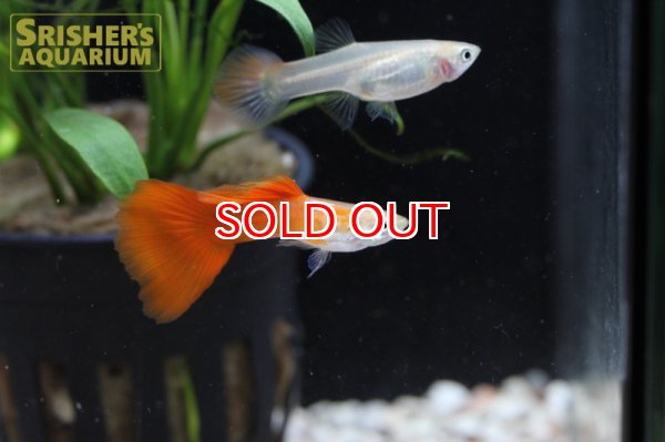 画像2: 国産ゴールデン O/F モザイク R/T グッピー（ペア） (2)