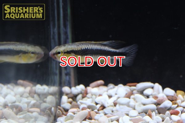 画像3: アピストグラマ　ウィルへルミ  "アバカシィ" WILD (ペア)　 (3)