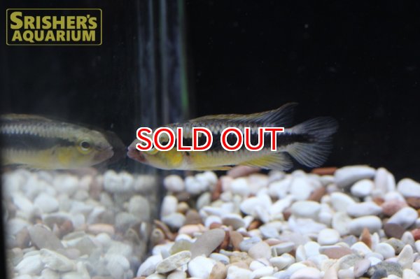 画像2: アピストグラマ　ウィルへルミ  "アバカシィ" WILD (ペア)　 (2)