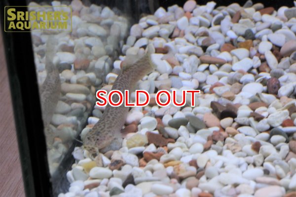 画像3: クーリーキャット (3)