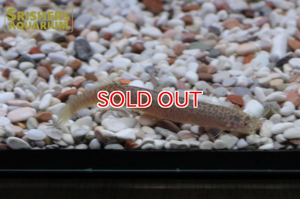 画像2: クーリーキャット (2)