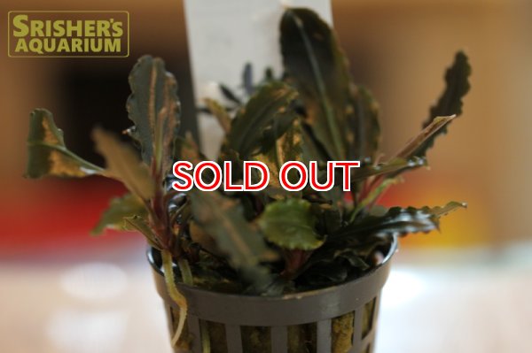 画像2: 水草 ブセファランドラ sp. ラマンダウ　AL (１ポット)　 (2)