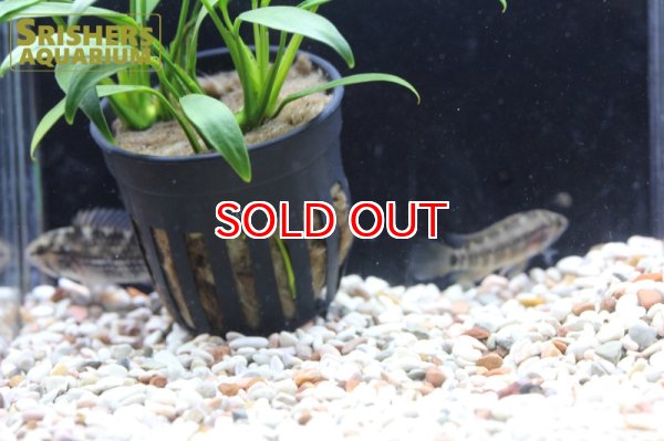 画像5: アピストグラマ　SP.レガニ　アクレ　WILD (ペア) (5)