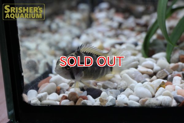 画像3: アピストグラマ　SP.レガニ　アクレ　WILD (ペア) (3)