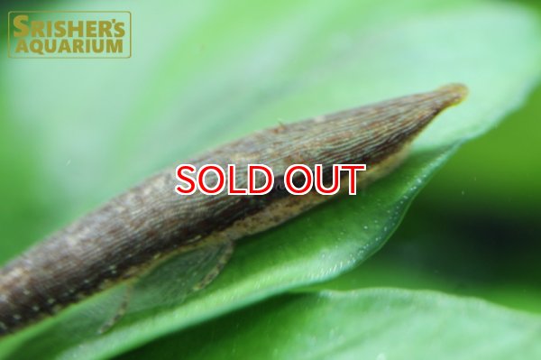 画像3: グリーンファロエラ（コロンビア） (3)