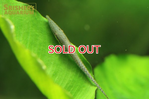 画像4: グリーンファロエラ（コロンビア） (4)