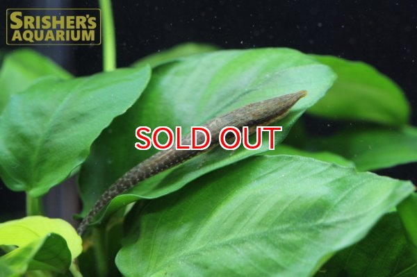 画像2: グリーンファロエラ（コロンビア） (2)