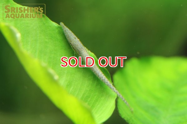 画像6: グリーンファロエラ（アタバポ産） (6)