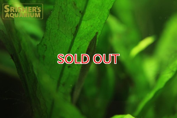 画像6: グリーンファロエラ（コロンビア） (6)