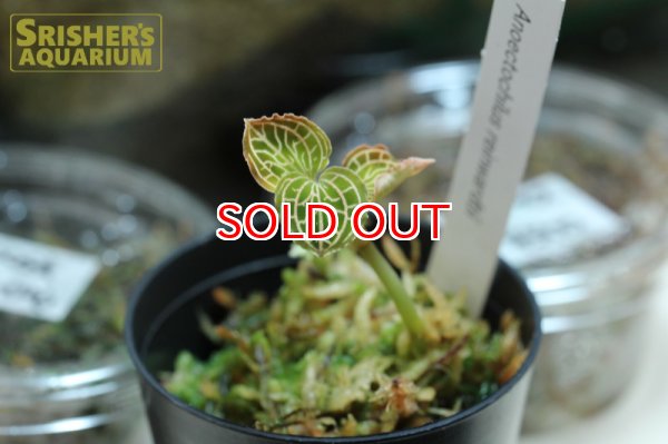 画像2: 観葉植物 アネクトキルス レインワルディ (2)