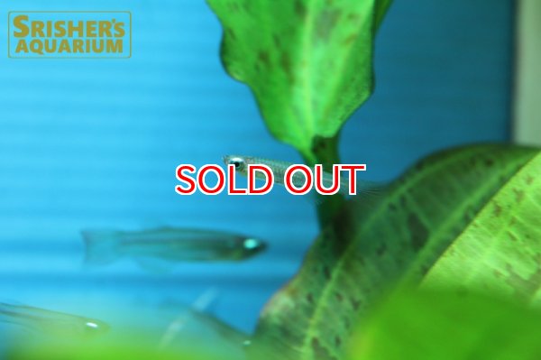 画像4: アプロケイリクティス　マクロフタルムス WILD (4)