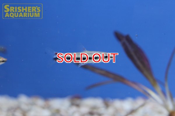 画像4: スリーラインペンシル（ネグロ） (4)